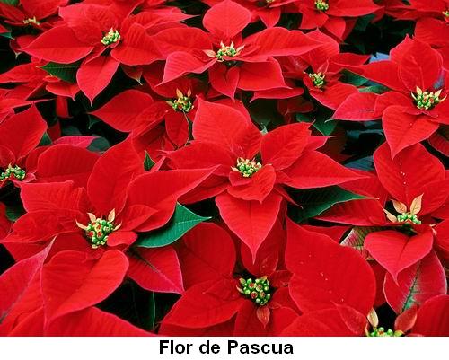 Flor de Pascua.jpg